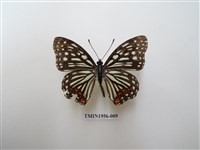 藏品(紅星脈蛺蝶)的圖片